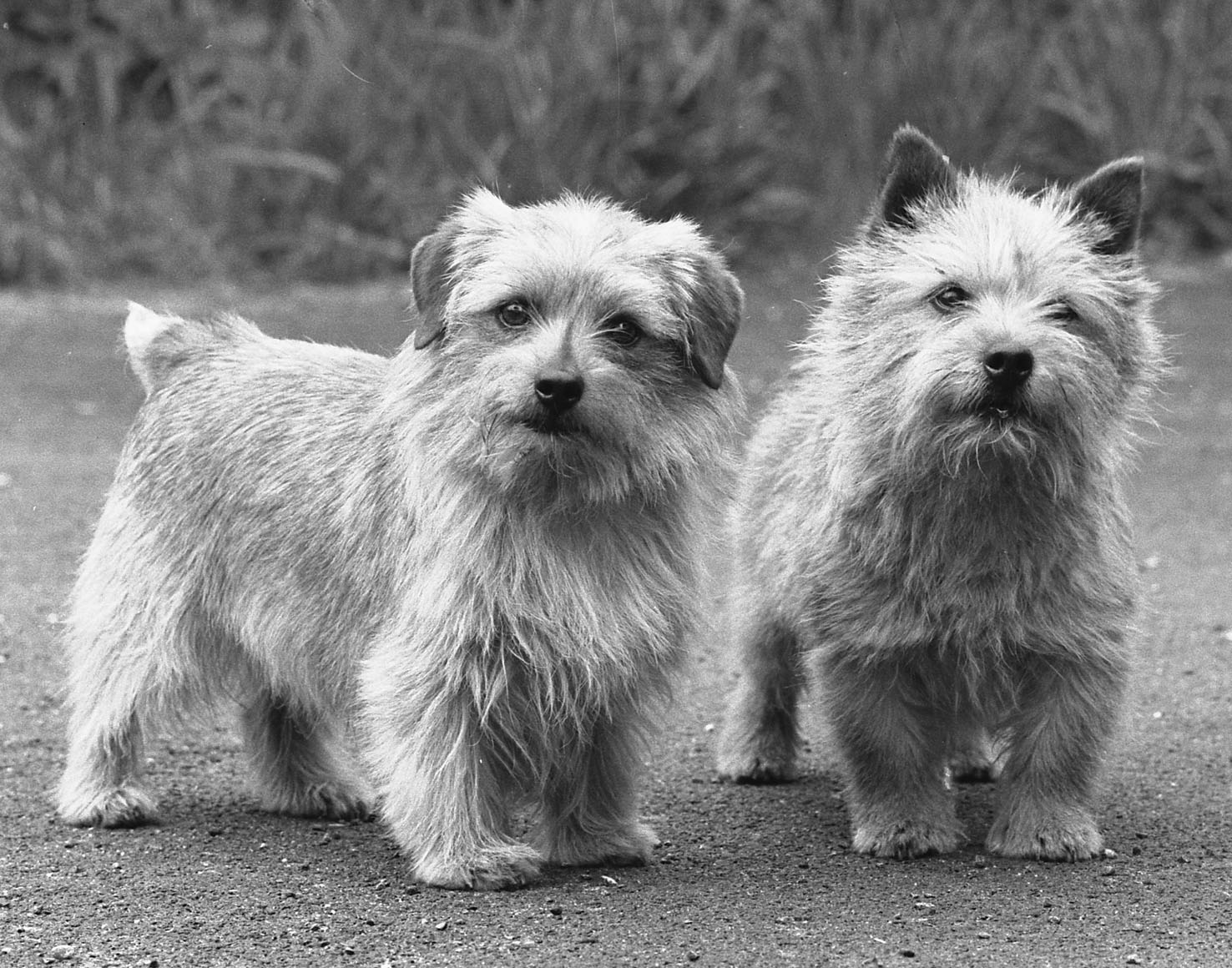 A typical Ragus Norfolk and Norwich Terrier