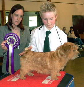 Best Junior Handler12-16 years was Kristian Hitchin  with Kreating Kaos.  Together they also won the Undergraduate  and Special Beginners, bitch classes.  Kristian was also a Steward for the show.  The Judge was Zoë Wilding