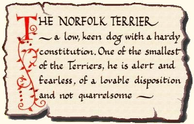 Norfolk Terrier Standard Callygraphy
