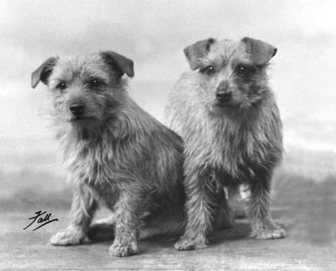 Norfolk Terrier History - 
