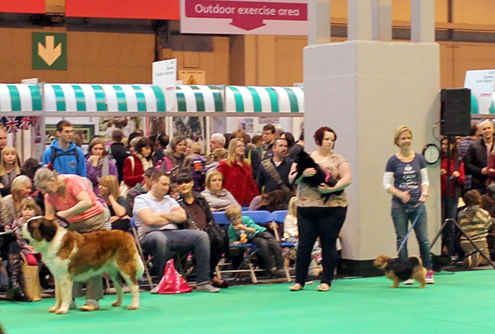 Discover Dogs Crufts 2013