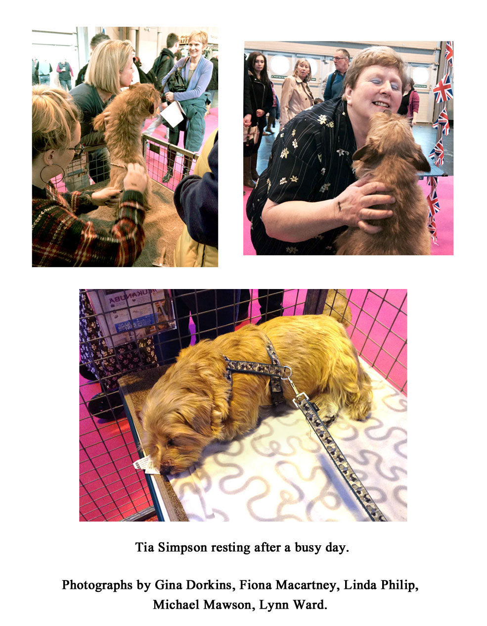 Discover Dogs 2015 Crufts