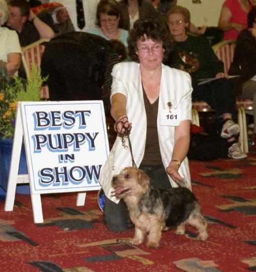 Cathy Thompson-Morgan’s Belleville Another Angel is Best puppy.