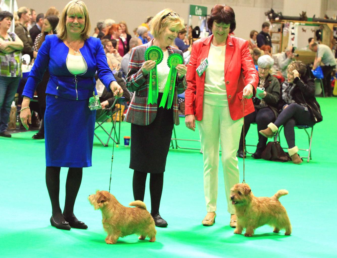 Norfolk Terriers in the show ring