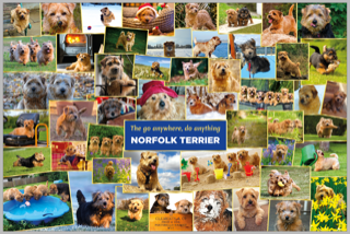 All about Norfolk Terriers