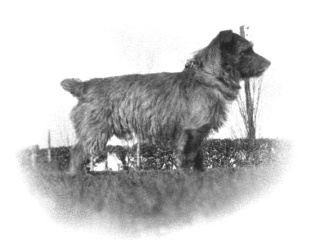 Norfolk Terrier History - Tobit, born in 1928, the sire of the second drop-ear champion Tinker Bell.