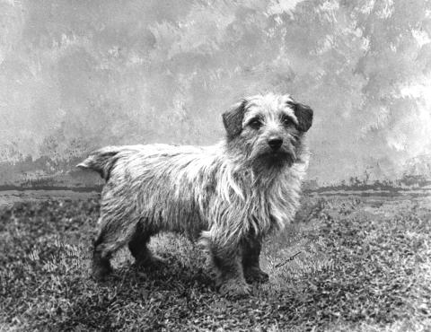 Norfolk Terrier History - Ch Colonsay Junior, born in 1952, grandsire of Ch Colonsay Orderley Dog and Ch Banston Belinda.