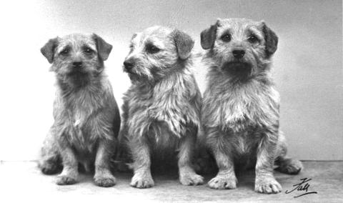 Norfolk Terrier History - Miss Macfie’s Ch Minx of Furzyhurst, born in 1956 (left). Colonsay Musical Box born in 1955 and Ch Colonsay Junior (right)