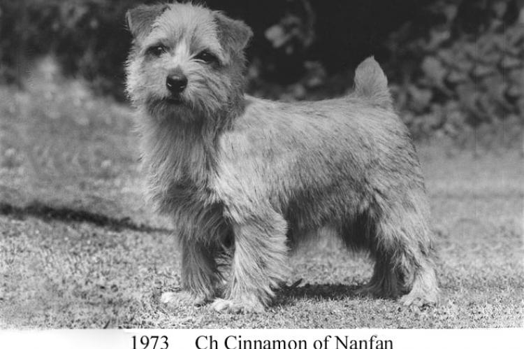 1973 Ch Cinnamon of Nanfan